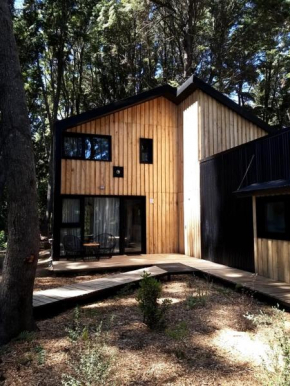 Bosque Cipreses Sur